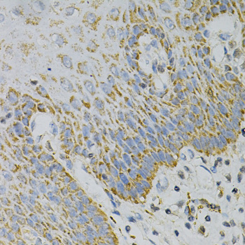 Anti-GNAO1 Antibody (CAB2510)