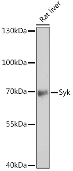 Anti-Syk Antibody (CAB2123)