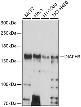 Anti-DIAPH3 Antibody (CAB10351)