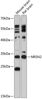 Anti-NRSN2 Antibody (CAB14425)