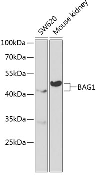 Anti-BAG1 Antibody (CAB1104)