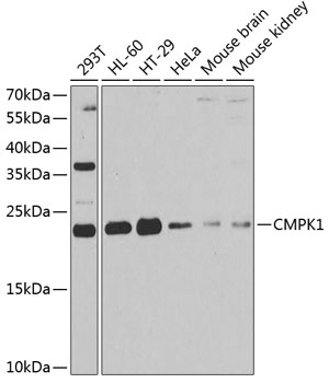 Anti-CMPK1 Antibody (CAB6561)