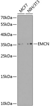 Anti-Endomucin Polyclonal Antibody (CAB8494)