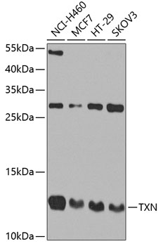 Anti-TXN Antibody (CAB0053)