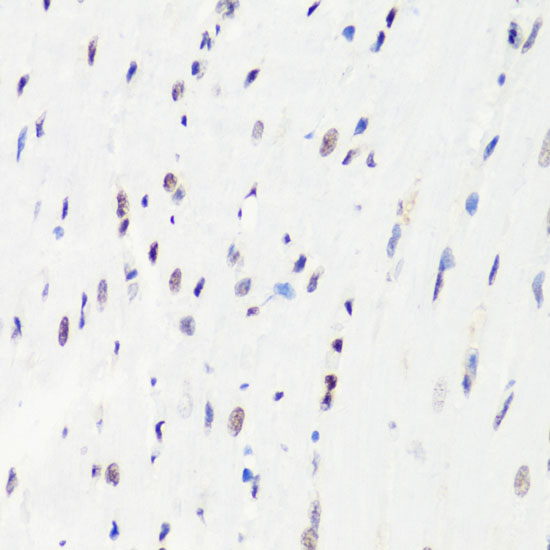 Anti-MonoMethyl-Histone H3-R8 Antibody (CAB3156)