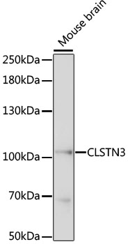 Anti-CLSTN3 Antibody (CAB15765)