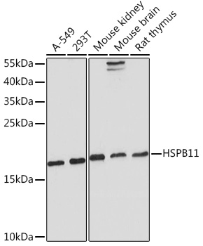 Anti-HSPB11 Antibody (CAB18224)