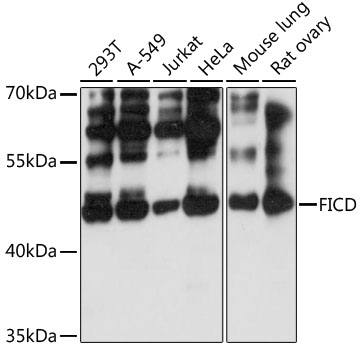 Anti-FICD Antibody (CAB13757)