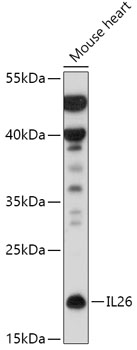 Anti-IL-26 Antibody (CAB17729)