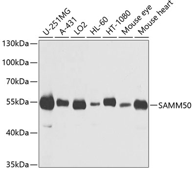 Anti-SAMM50 Antibody (CAB3401)