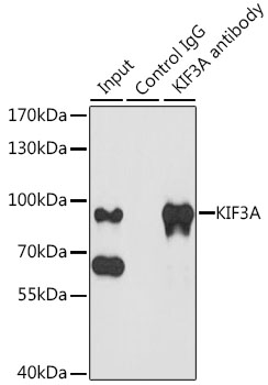 Anti-KIF3A Antibody (CAB6639)