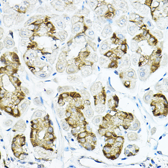 Anti-LRRC59 Antibody (CAB10022)