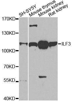 Anti-ILF3 Antibody (CAB14006)