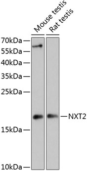 Anti-NXT2 Antibody (CAB13822)