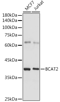 Anti-BCAT2 Antibody (CAB7426)