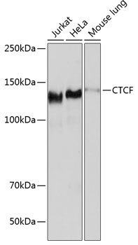 Anti-CTCF Antibody [KO Validated] (CAB19588)