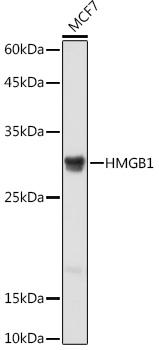 Anti-HMGB1 Antibody [KO Validated] (CAB2553)