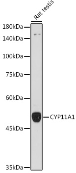 Anti-CYP11A1 Antibody (CAB16363)