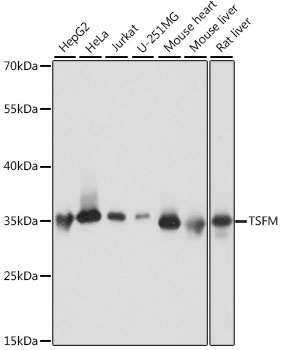 Anti-TSFM Antibody (CAB16094)