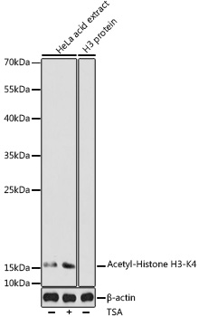 Anti-Acetyl-Histone H3-K4 Antibody (CAB17019)