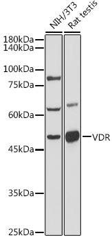 Anti-VDR Antibody (CAB11737)