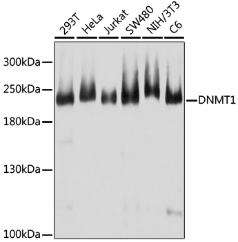 Anti-DNMT1 Antibody (CAB16729)