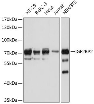 Anti-IGF2BP2 Antibody (CAB1774)