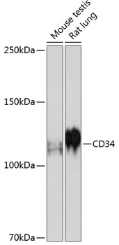 Anti-CD34 Antibody (CAB19015)