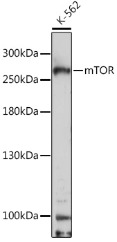 Anti-mTOR Antibody (CAB11355)