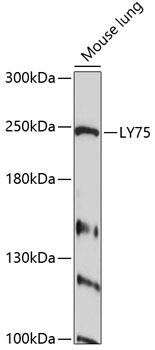 Anti-LY75 Antibody (CAB10065)