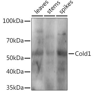 Western blot analysis of extracts of various tissues from the japonica rice (Oryza sativa L. ) variety Zhonghua 11, using Cold1 antibody at 1:1000 dilution. Secondary antibody: HRP Goat Anti-Rabbit IgG (H+L) at 1:10000 dilution. Lysates/proteins: 25ug per lane. Blocking buffer: 3% nonfat dry milk in TBST. Detection: ECL Enhanced Kit. Exposure time: 10s.