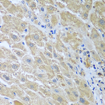 Anti-WDR48 Antibody (CAB6854)