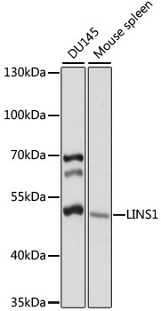 Anti-LINS1 Antibody (CAB15465)