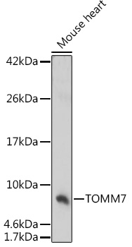 Anti-TOMM7 Antibody (CAB17711)