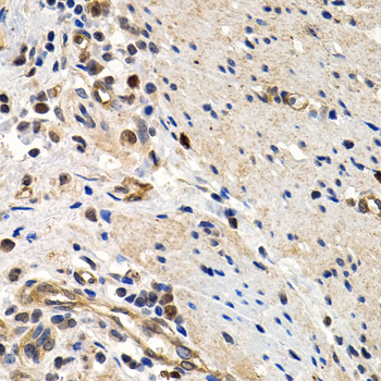 Anti-MCM2 Antibody (CAB1056)