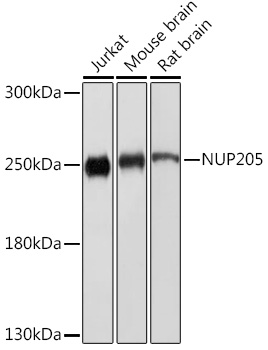 Anti-NUP205 Antibody (CAB18427)