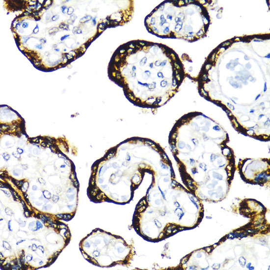 Anti-FGFR2 Antibody (CAB2074)