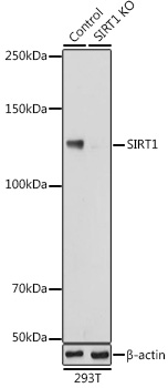 Anti-SIRT1 Antibody [KO Validated] (CAB17307)