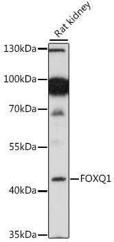 Anti-FOXQ1 Antibody (CAB16282)