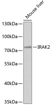 Anti-IRAK2 Antibody (CAB2753)