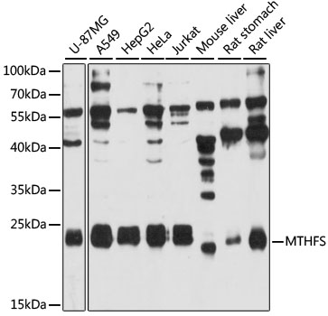 Anti-MTHFS Antibody (CAB12770)