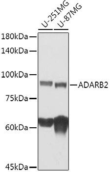 Western blot analysis of extracts of various cell lines, using ADARB2 antibody at 1:1000 dilution. Secondary antibody: HRP Goat Anti-Rabbit IgG (H+L) at 1:10000 dilution. Lysates/proteins: 25ug per lane. Blocking buffer: 3% nonfat dry milk in TBST. Detection: ECL Basic Kit. Exposure time: 60s.