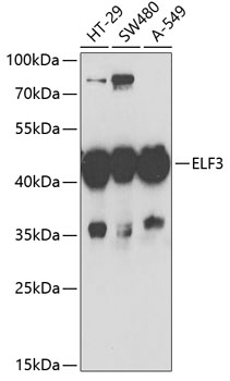 Anti-ELF3 Antibody (CAB6371)