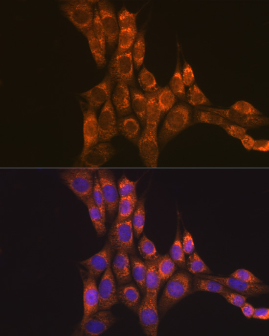 Anti-GFRA1 Antibody (CAB5373)