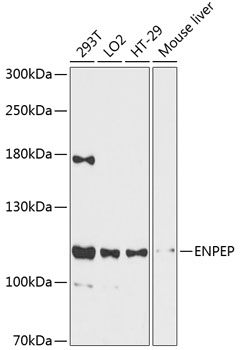 Anti-ENPEP Antibody (CAB12339)