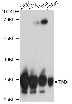 Anti-TMX1 Antibody (CAB17219)