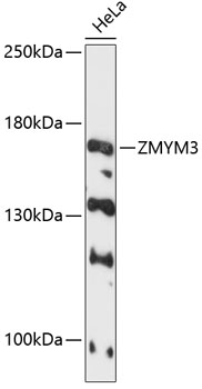 Anti-ZMYM3 Antibody (CAB12990)