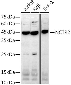 Western blot analysis of extracts of various cell lines, using at 1:1000 dilution. Secondary antibody: HRP Goat Anti-Rabbit IgG (H+L) at 1:10000 dilution. Lysates/proteins: 25ug per lane. Blocking buffer: 3% nonfat dry milk in TBST. Detection: ECL Basic Kit. Exposure time: 180s.