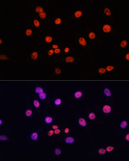 Anti-MYCT1 Antibody (CAB14541)