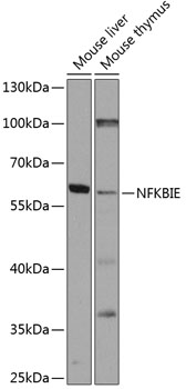 Anti-NFKBIE Polyclonal Antibody (CAB8443)